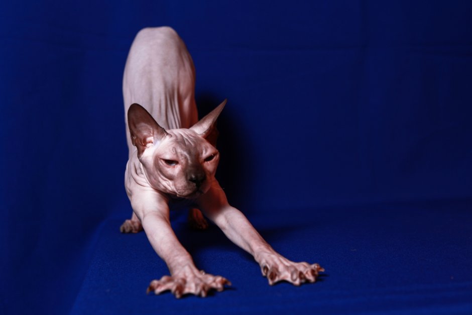 КИД против Кэт мультсериал