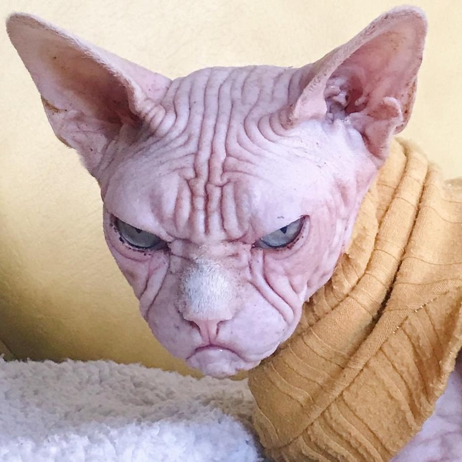 Суровый сфинкс Локи