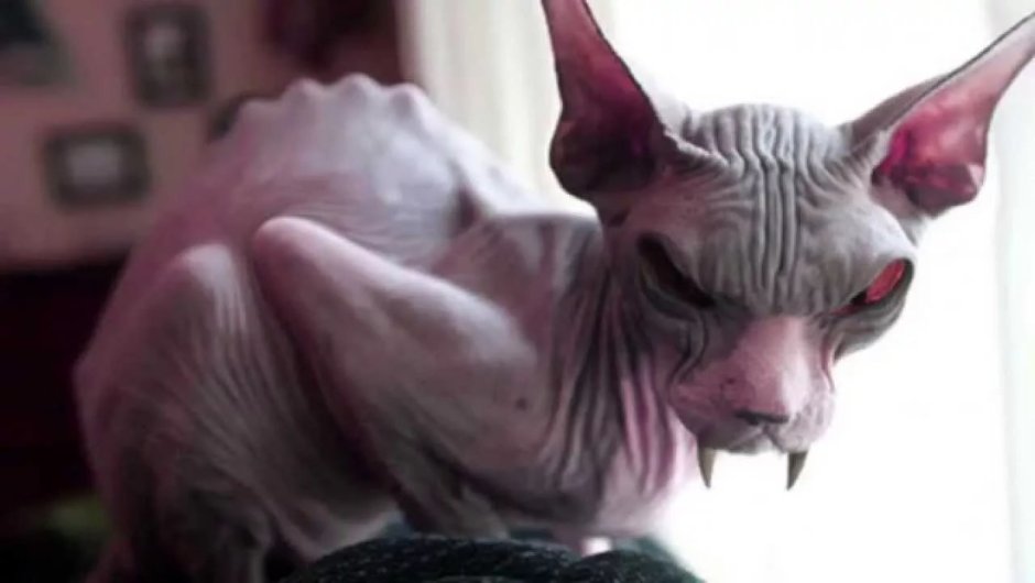 Сфинкс Беби фейс