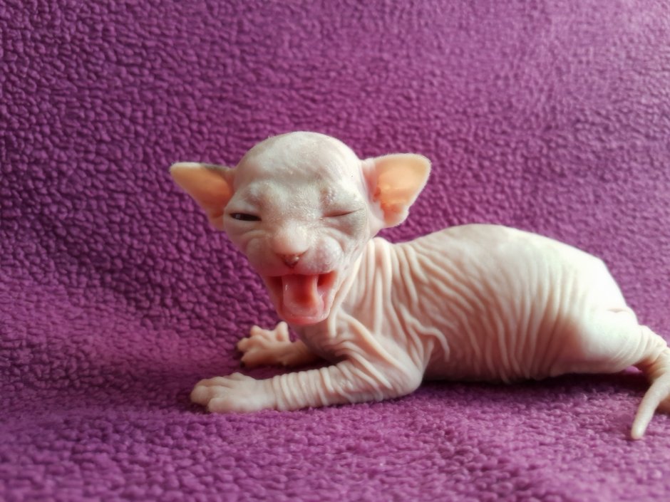 Смешные сфинксы