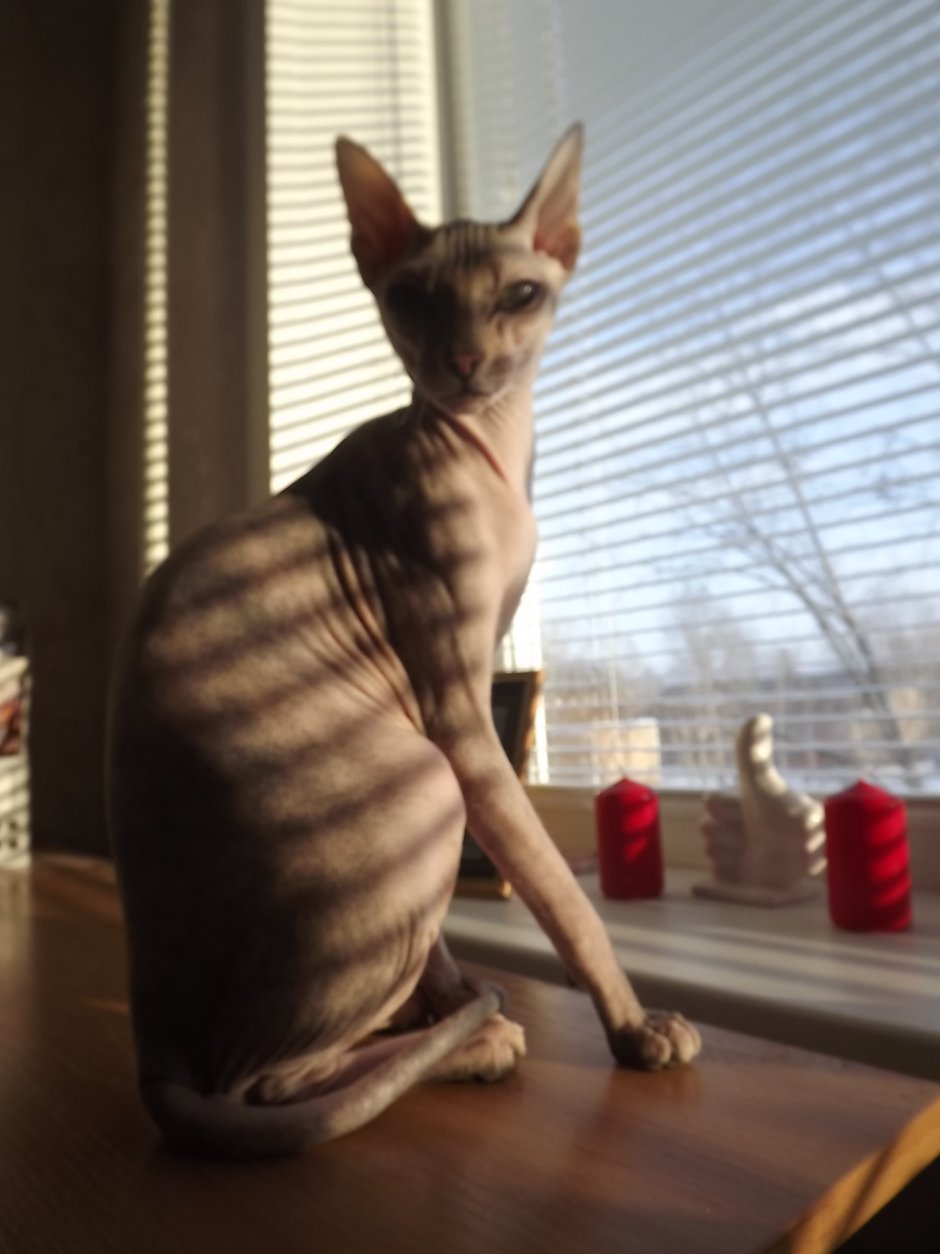 Канадский сфинкс старый