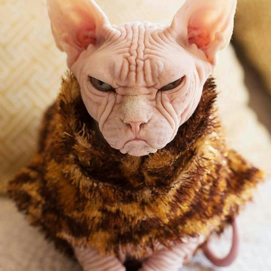 Сфинкс (порода кошек)