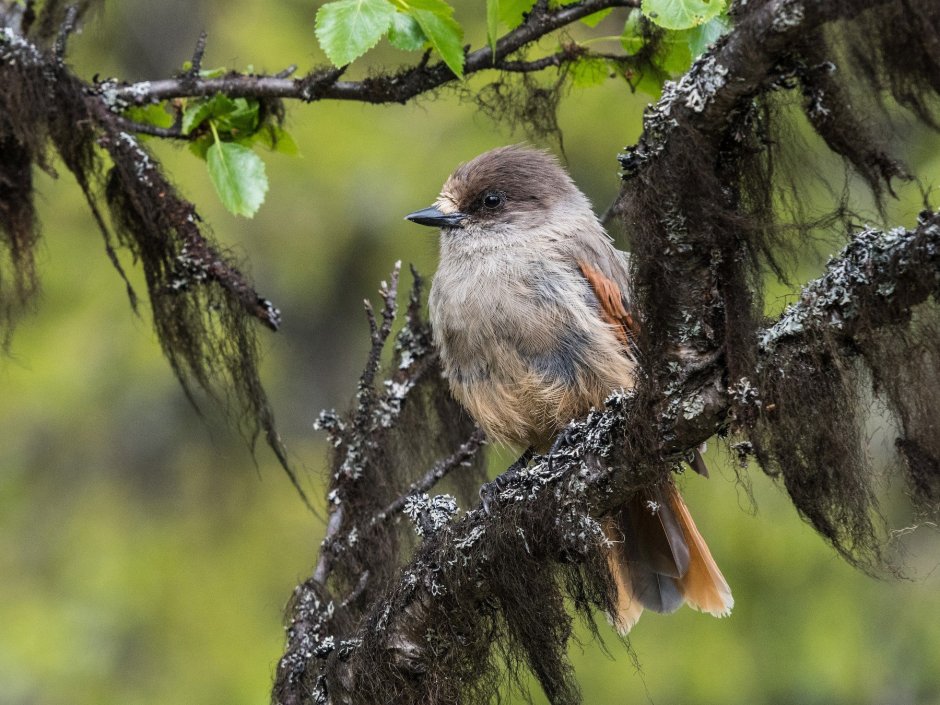 The Siberian Jay (Perisoreus Infaustus)
