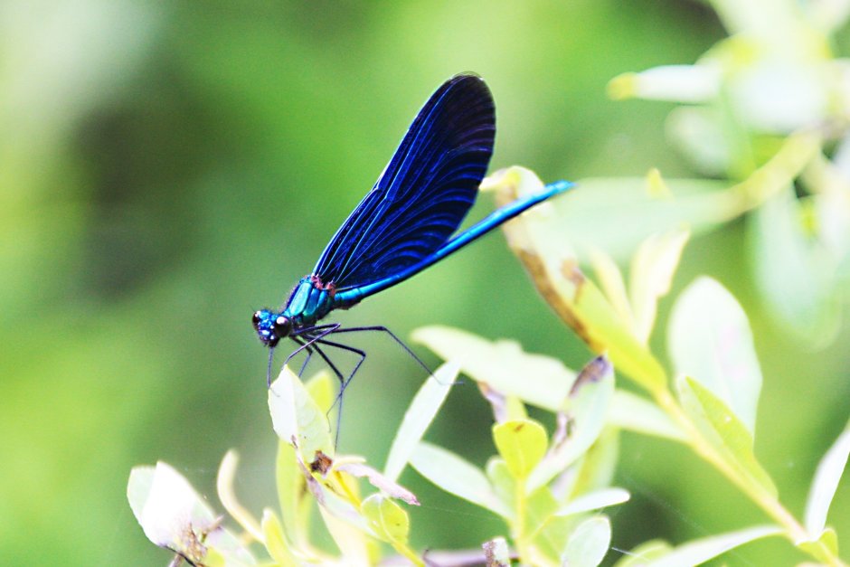 Blue Dragonfly Стрекоза