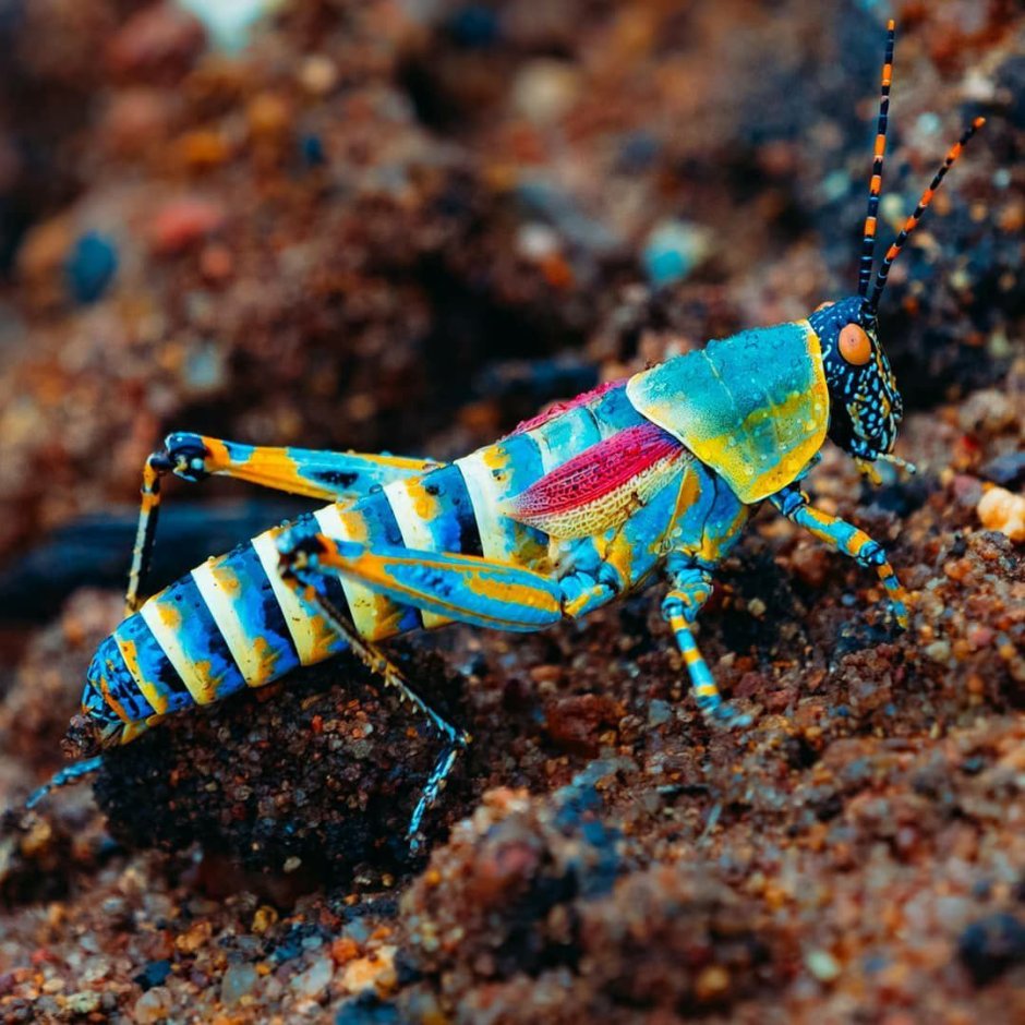 Zonocerus elegans