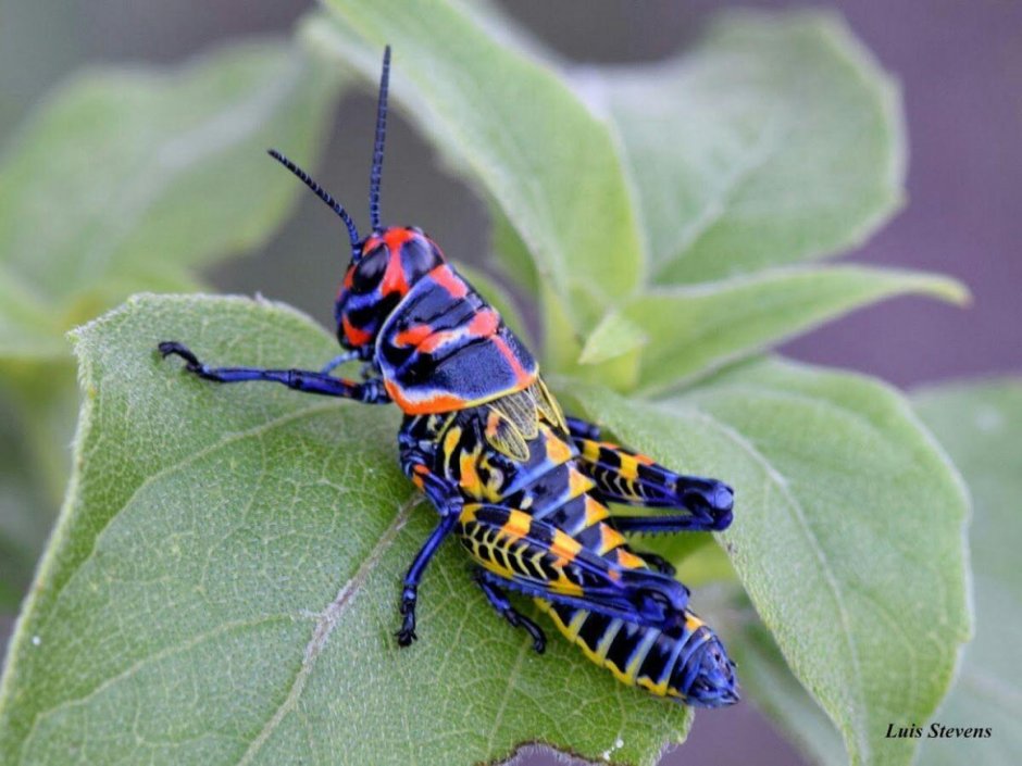 Радужный кузнечик Dactylotum bicolor