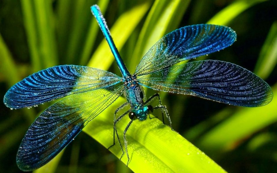 Красотка блестящая (Calopteryx splendens)