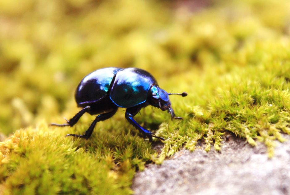 Альпийский усач (Rosalia Alpina)