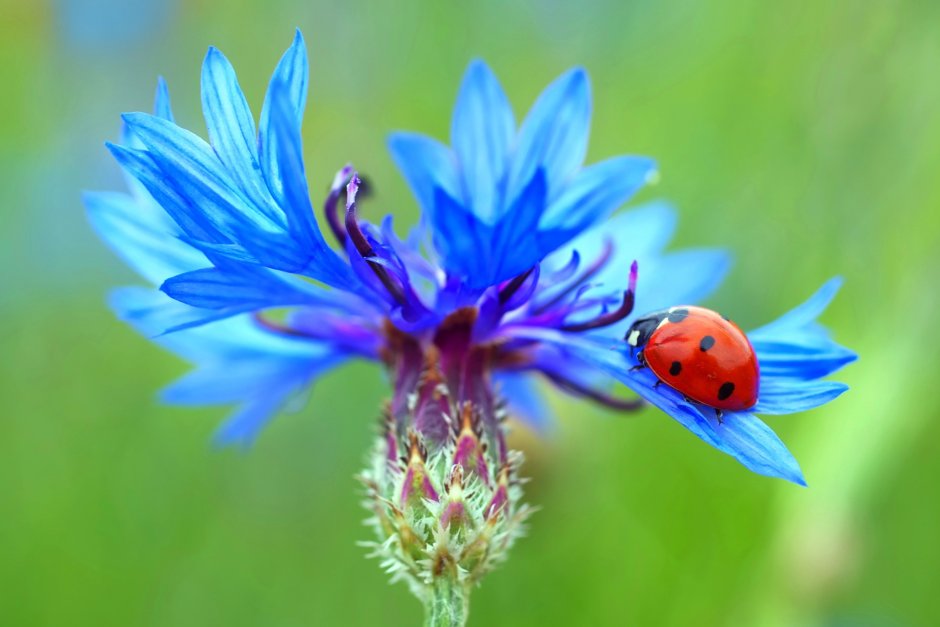 Василек 'pulchra Major'