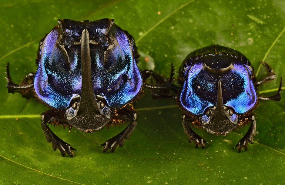 Coprophanaeus Lancifer