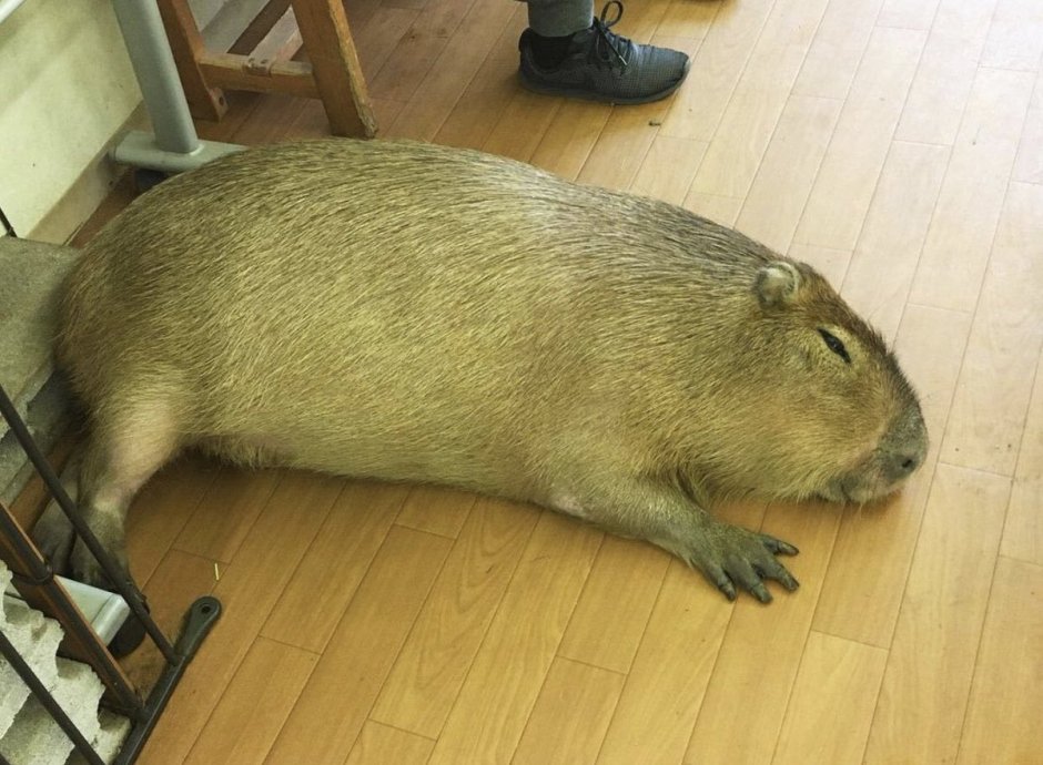 Большая капибара