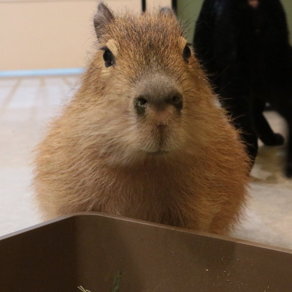 Gold Capybara