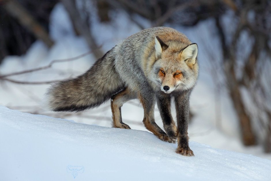 Крестовка / Cross Fox