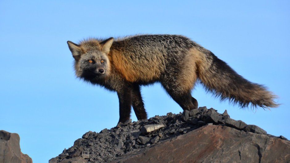 Крестовка / Cross Fox