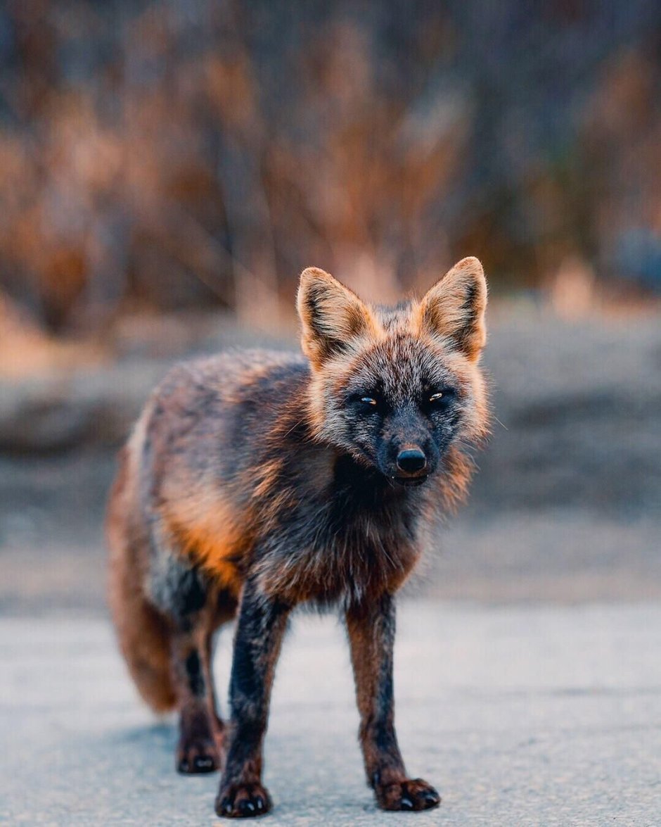Крестовка / Cross Fox