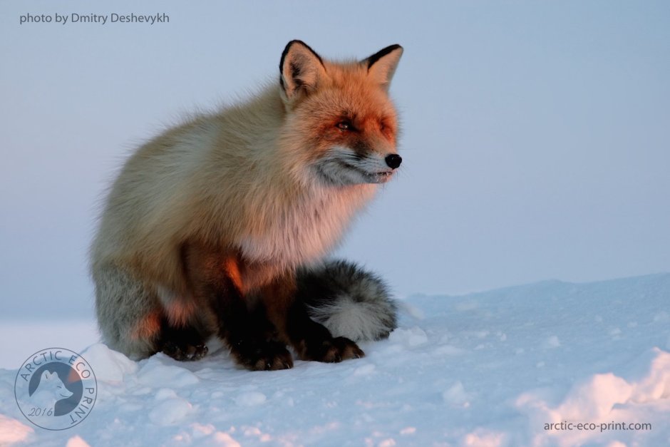 Крестовка / Cross Fox