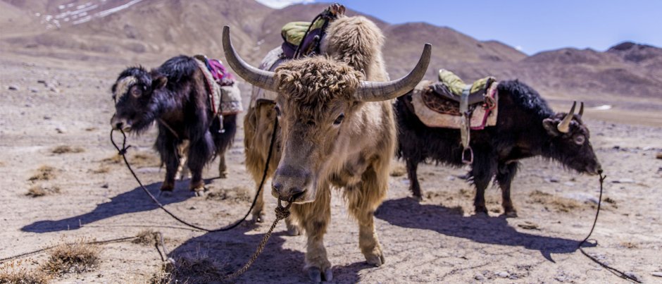 Памирский як