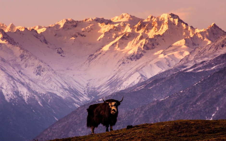 Тибетский як