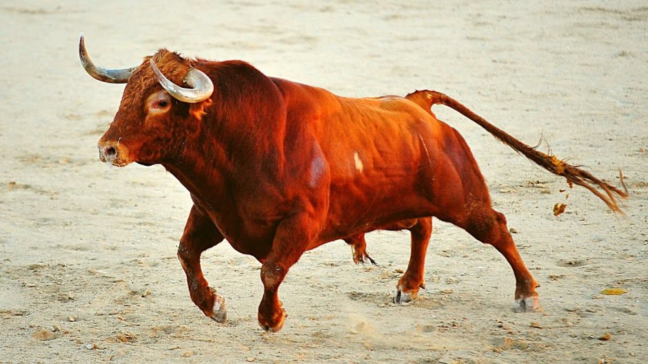 Огромные животные