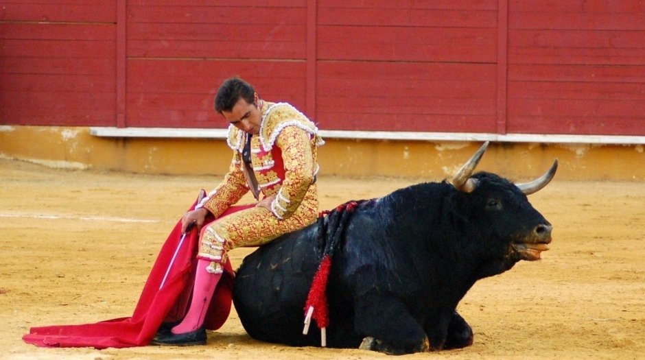 Бык ватусси и человек