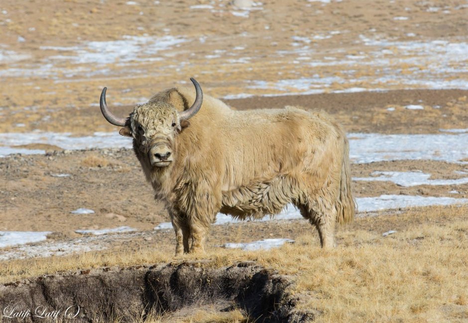 Животный мир Памира