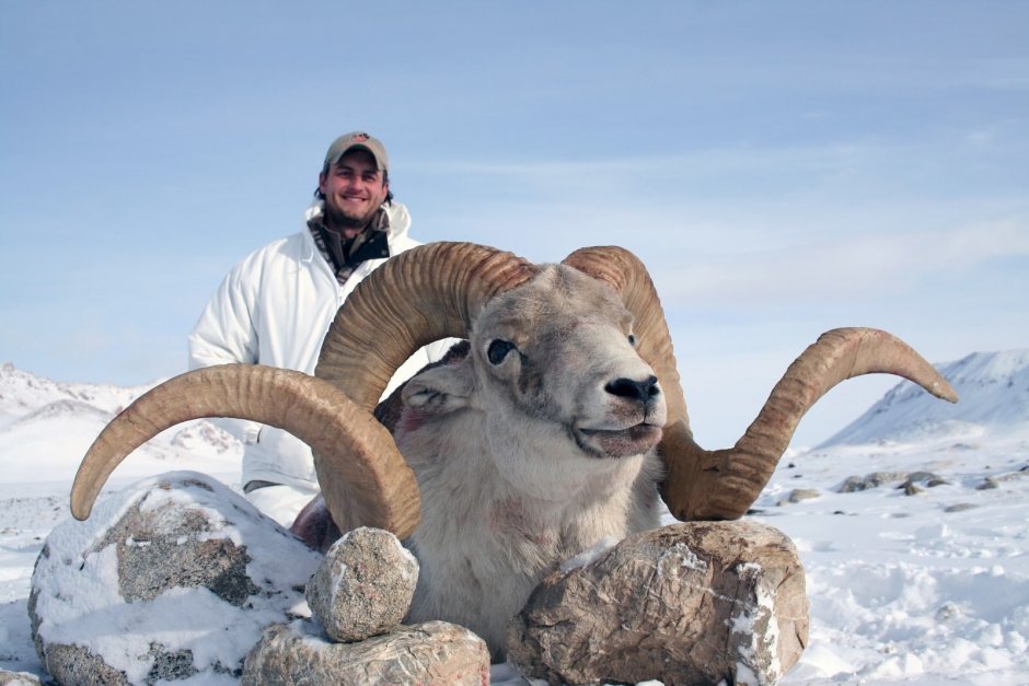 Горный козел Памира
