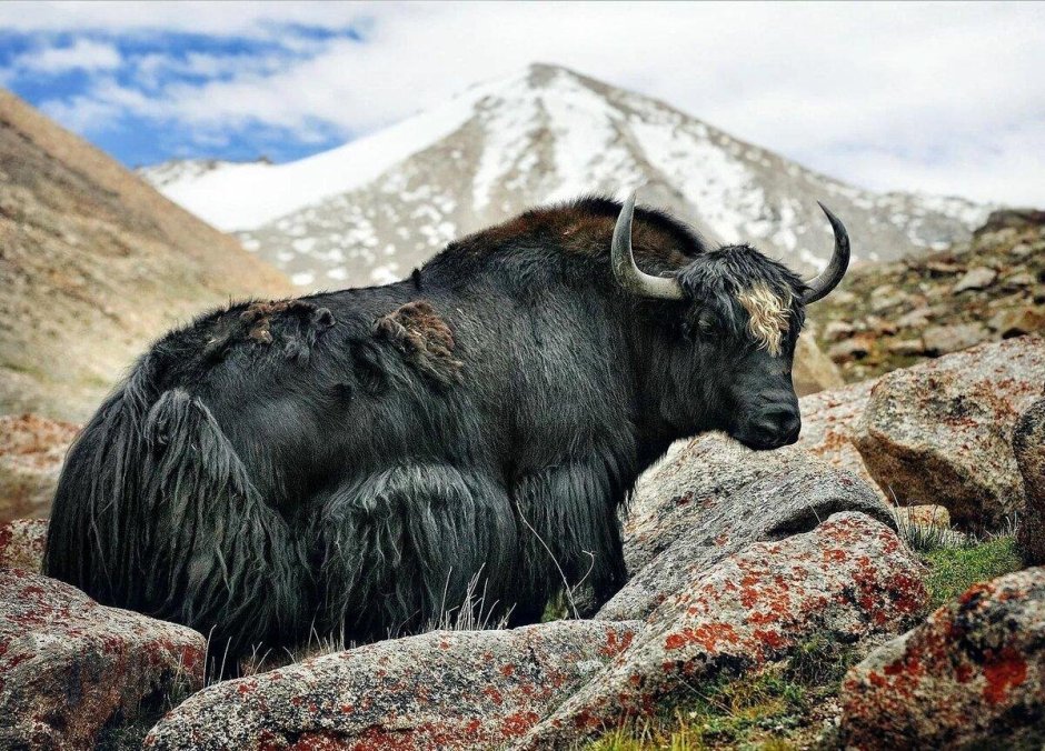 Мускулистый бык