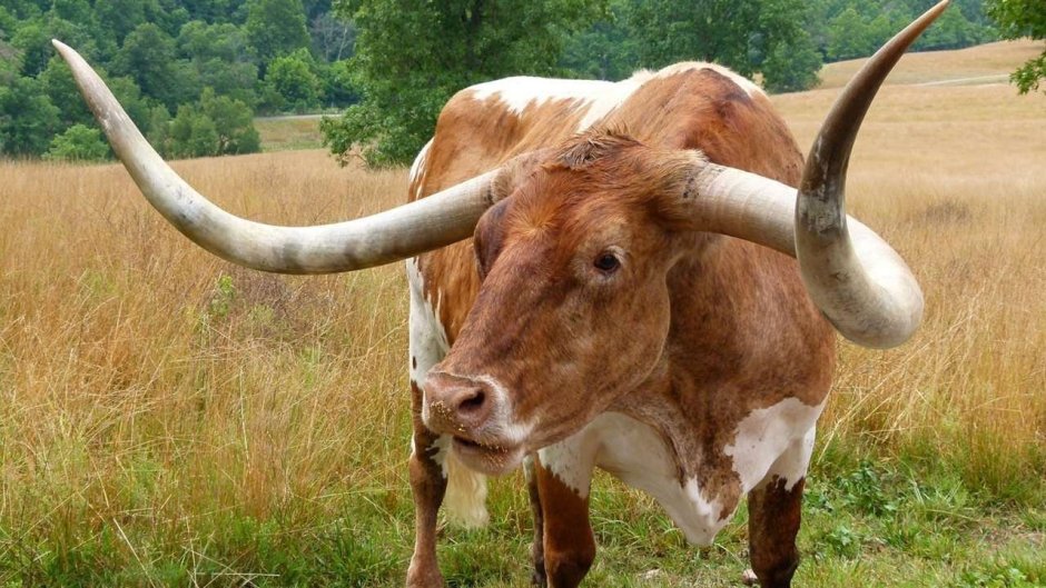 Як Сарлык Тыва