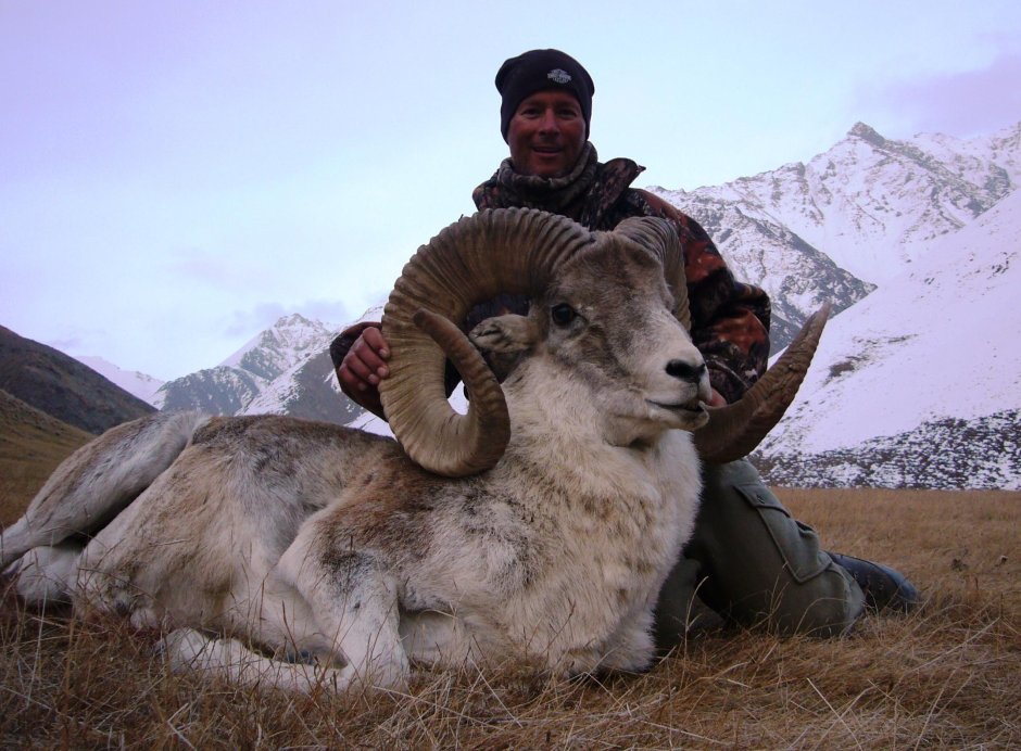 Самый большой бык осеменитель в мире