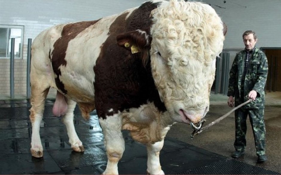 Иберийская порода Быков