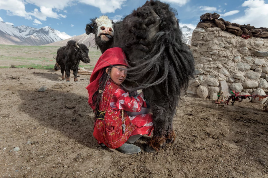 Необычная корова