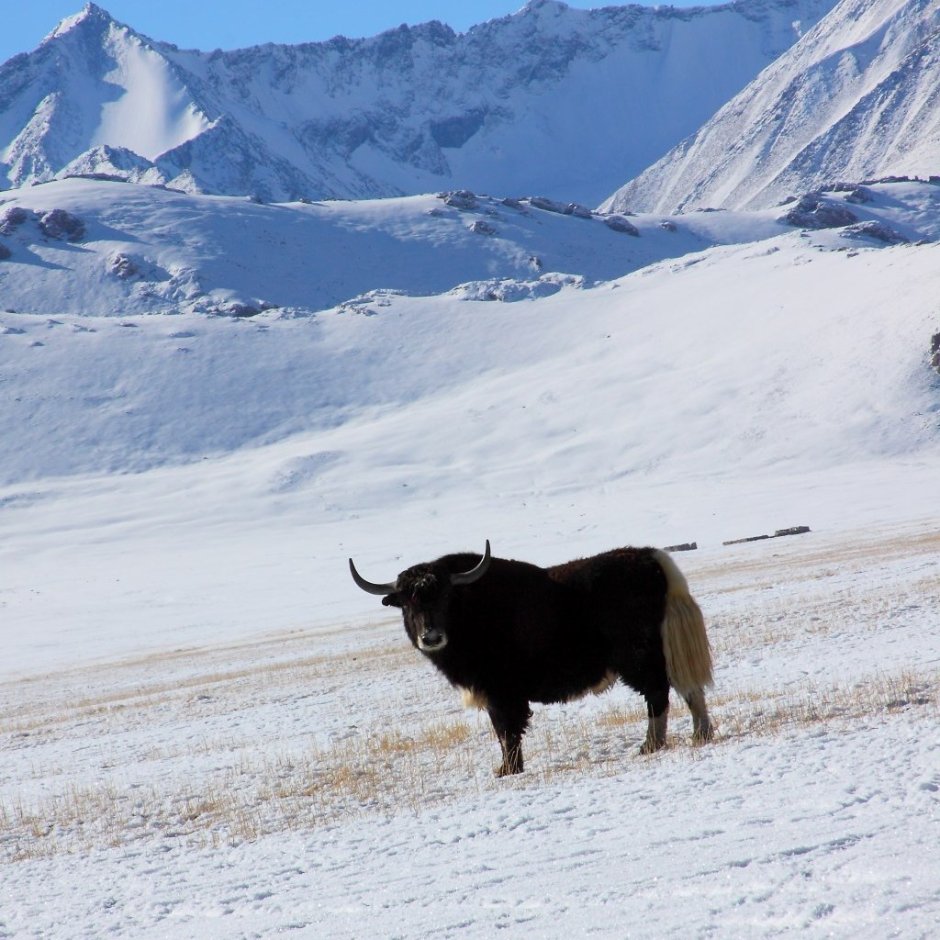 Монгольские быки Сарлык