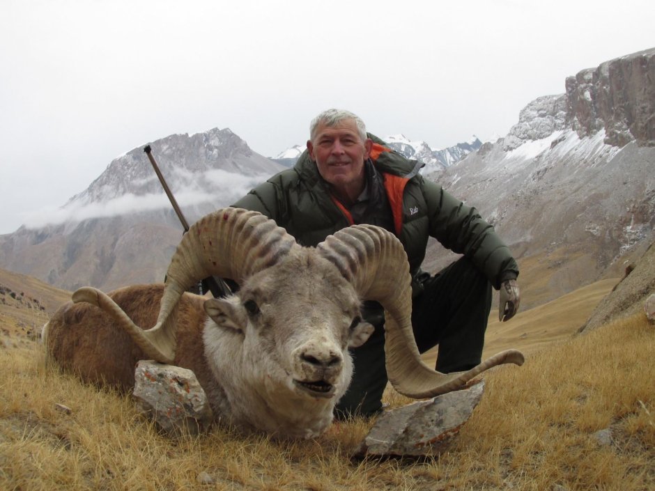 Стадо Быков бегут