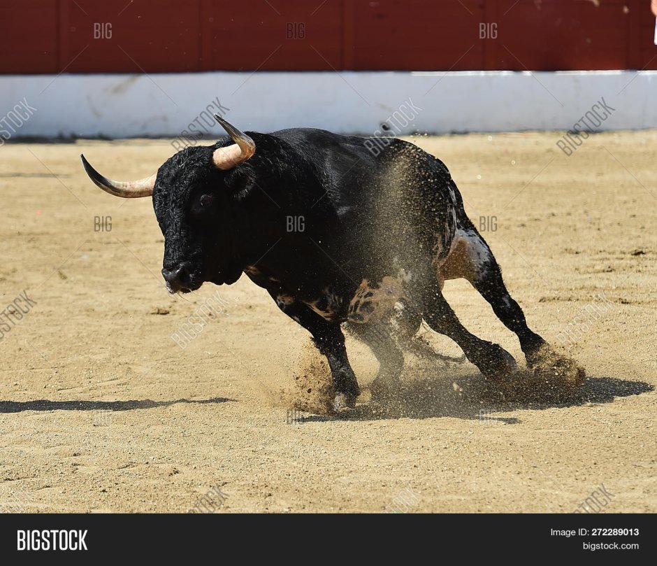 Зебу корова Индия