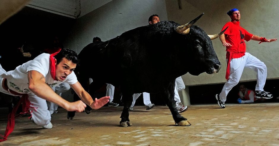 Длиннорогий Бизон