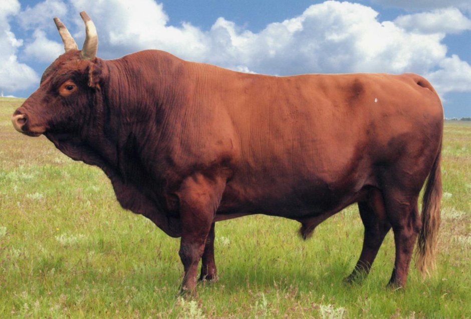 Джиу джитсу арт животные бойцы