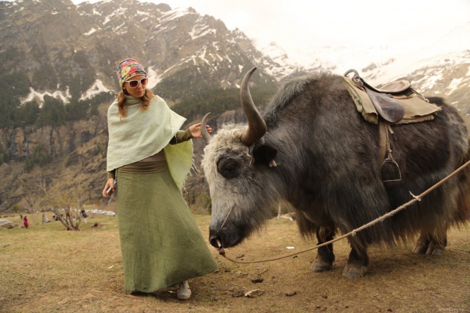 Бык породы ватусси