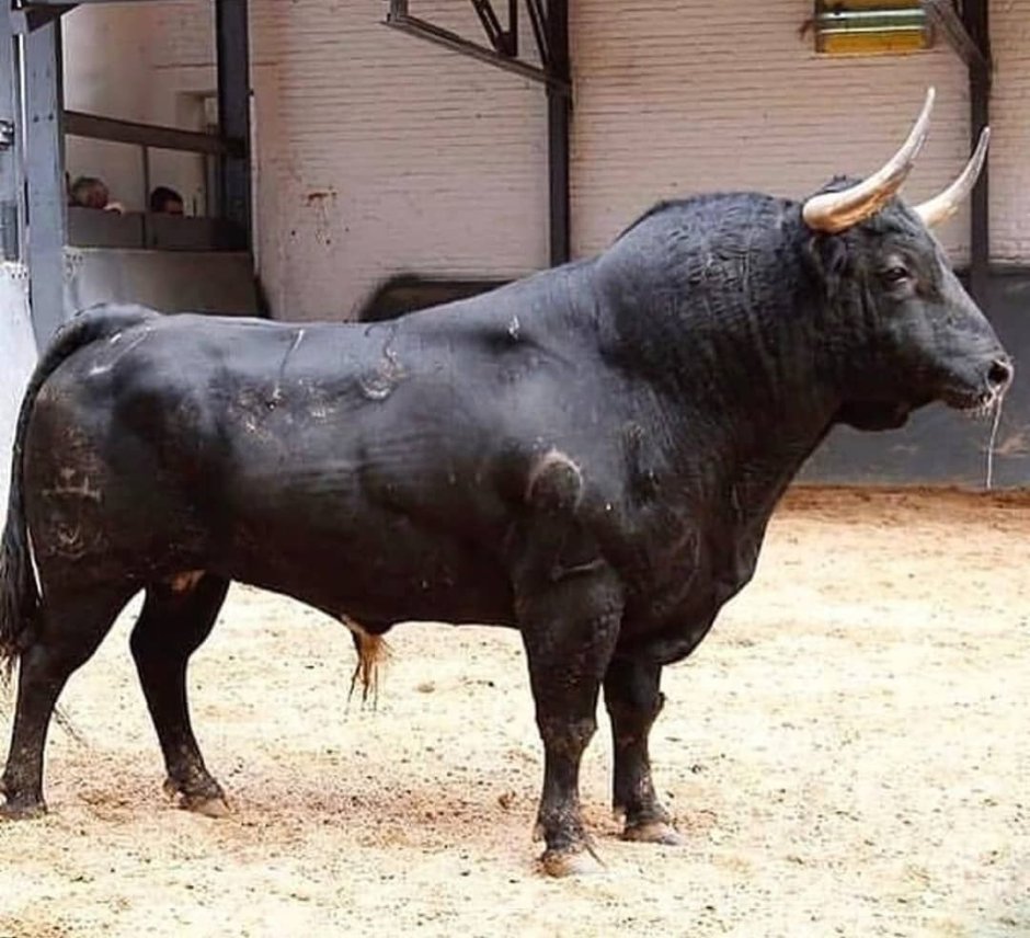 Шортгорнская порода КРС