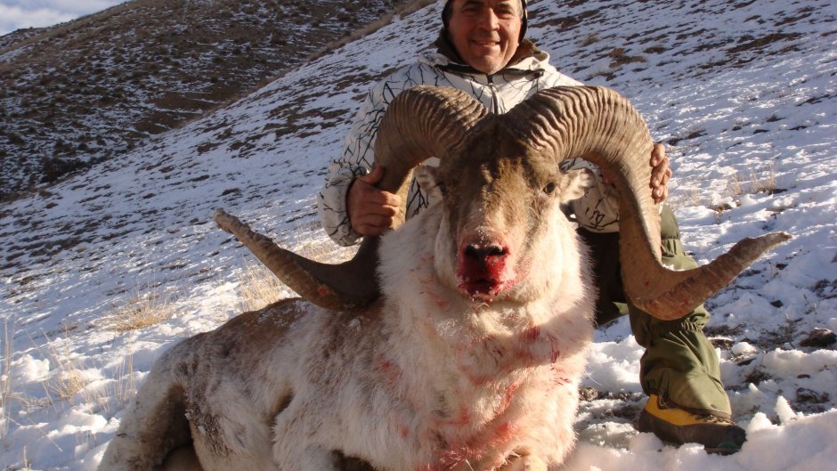 Бешеный бык