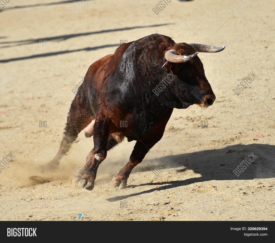Бараны аргали Монголии
