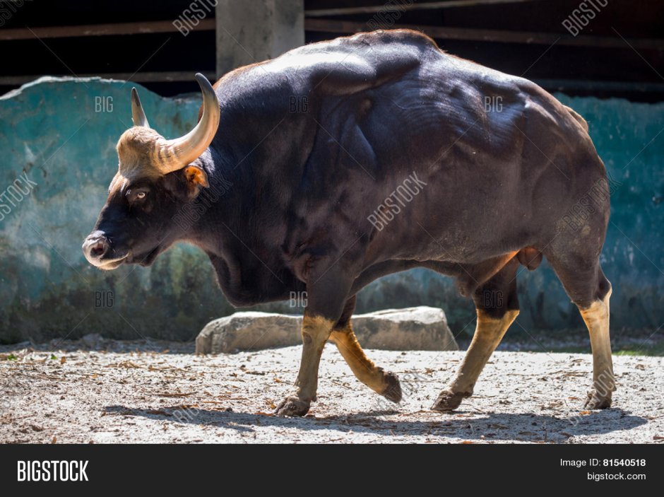 Пакистанские горбатые быки