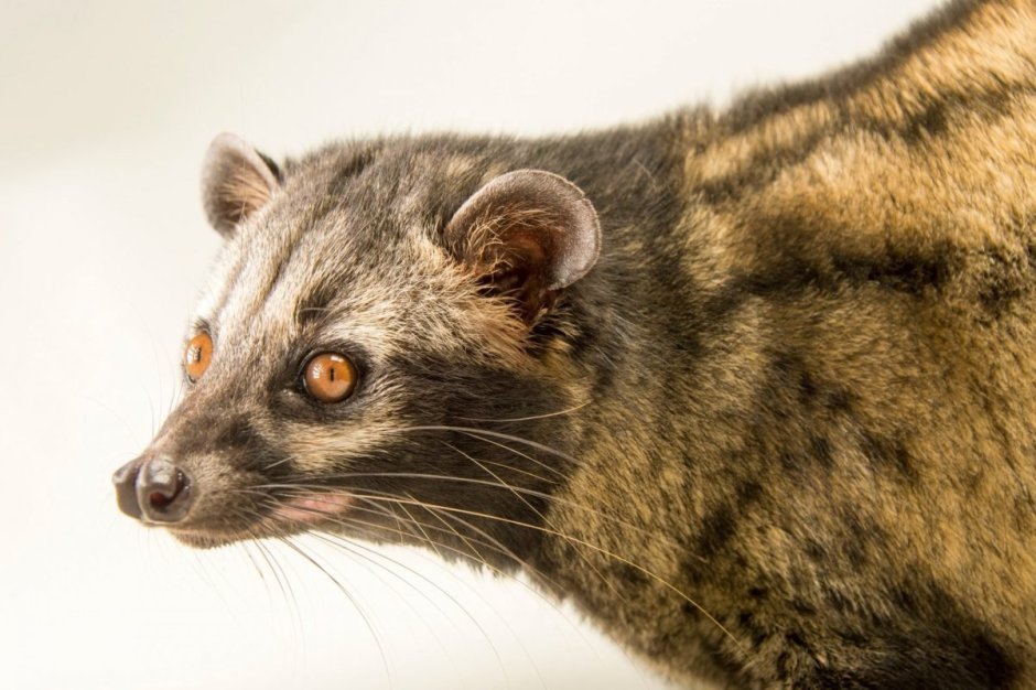 Are civet Cats Nocturnal?