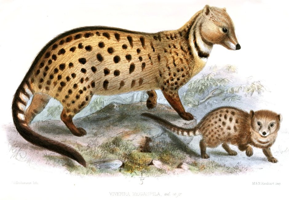 Large-spotted civet
