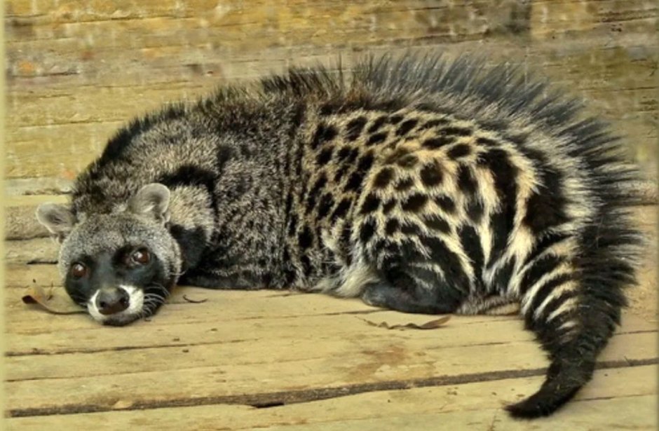 Кот рыболов виверровая кошка