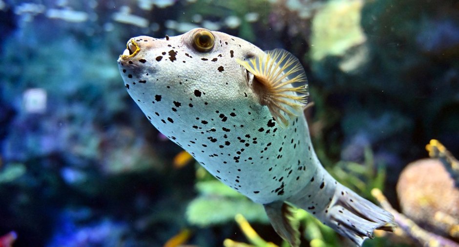 Рыба Puffer