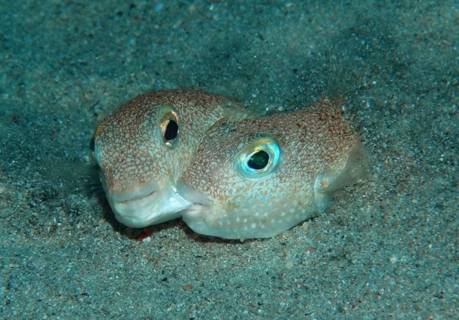 Takifugu Obscurus