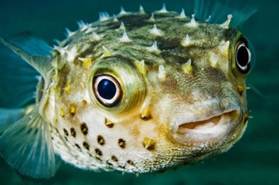 Takifugu rubripes