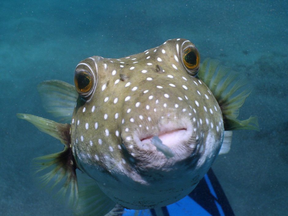 Arothron nigropunctatus
