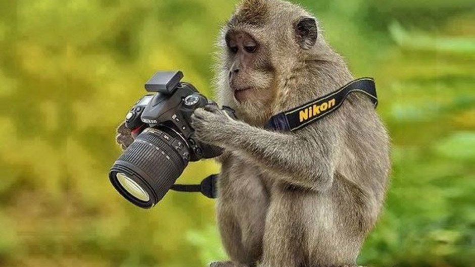 Фотограф и животные