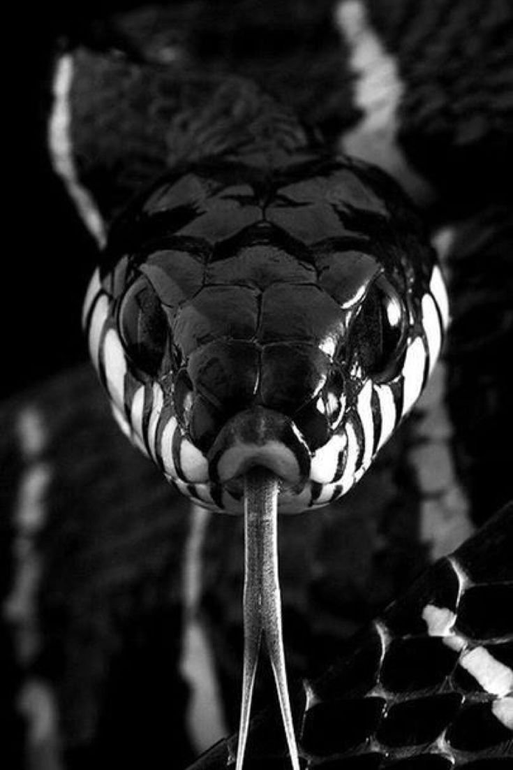 Черная Кобра змея